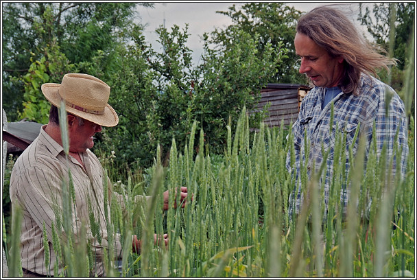 Photo: Paul inspecting heritage wheat (138kB)